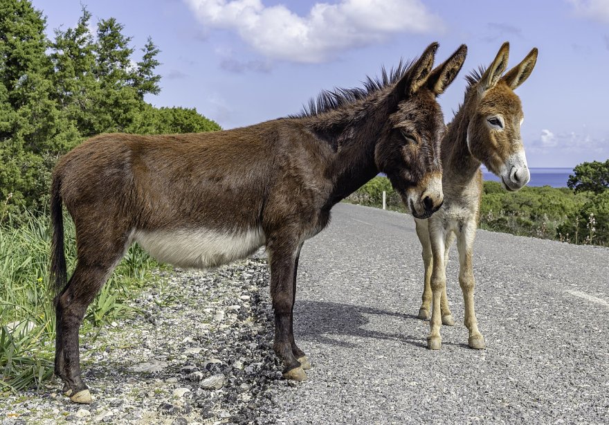 cyprus-donkeys-karpaz-northern-cyprus.jpg