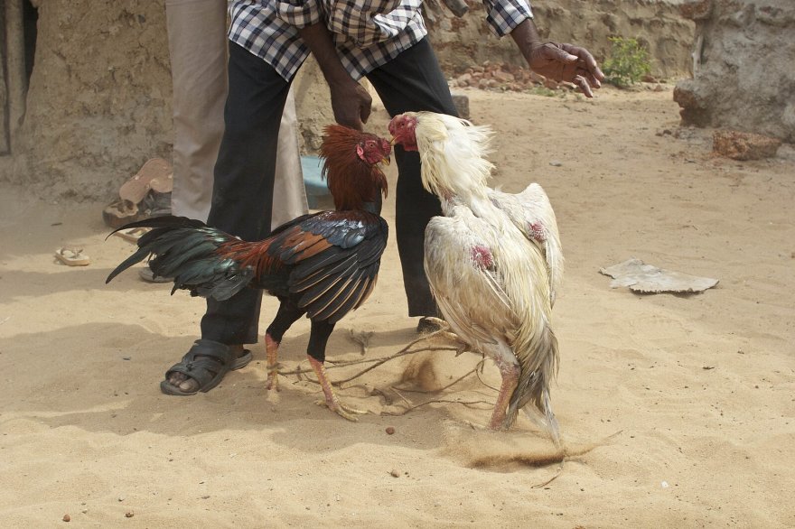 indian-cock-fight-1.jpg